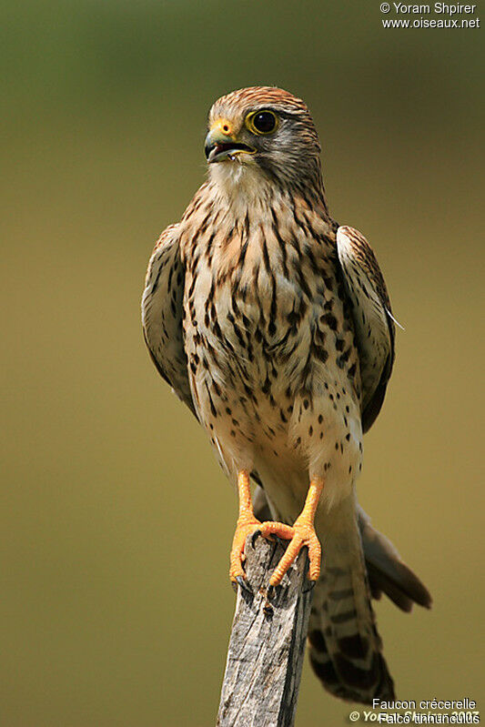 Common Kestrel female adult