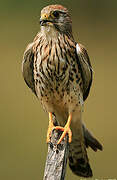 Common Kestrel