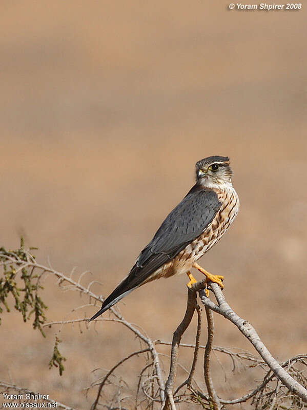 Merlin male adult, identification