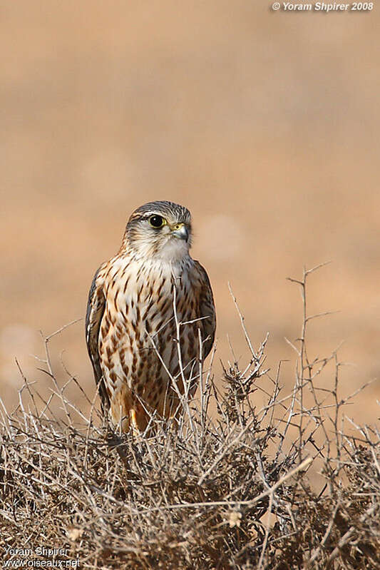 Merlin male immature, close-up portrait