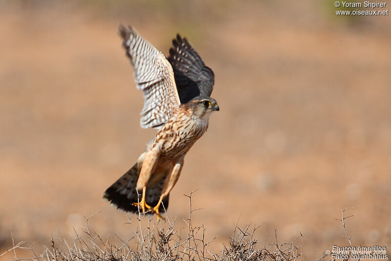 Merlin male immature