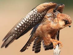 Red-footed Falcon