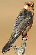 Red-footed Falcon