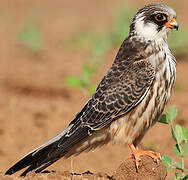 Red-footed Falcon