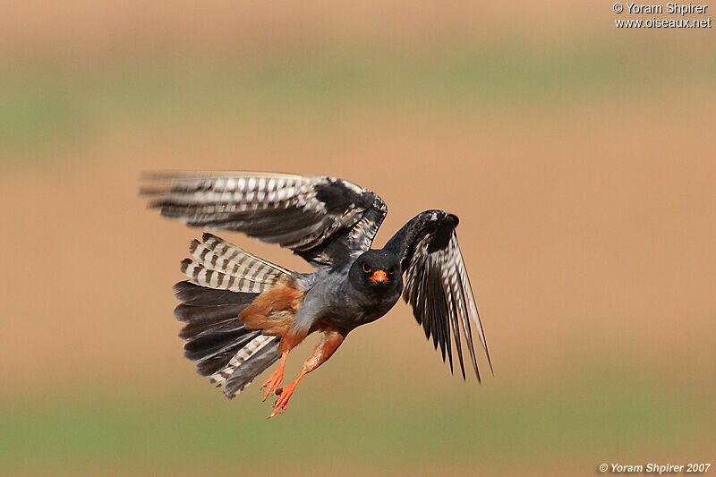 Red-footed Falcon male First year