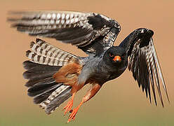 Red-footed Falcon