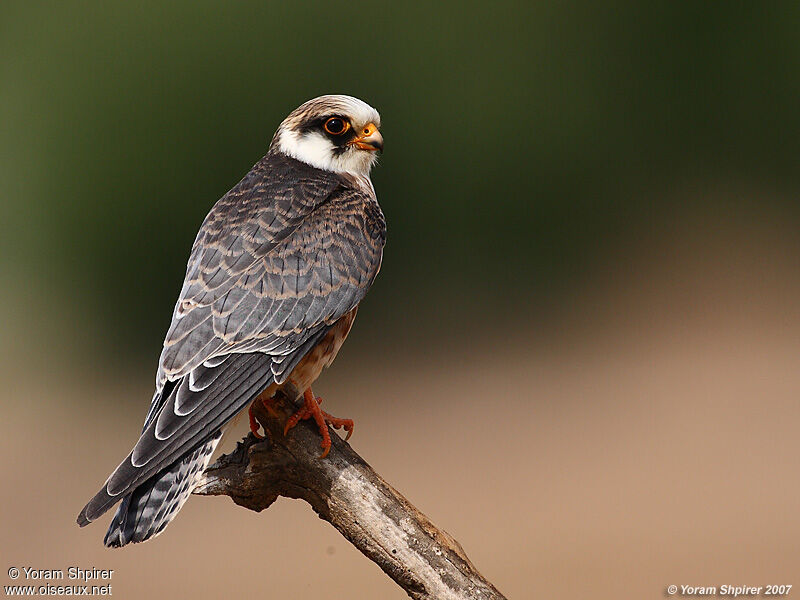 Red-footed Falconjuvenile