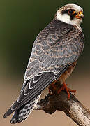 Red-footed Falcon