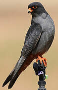 Red-footed Falcon