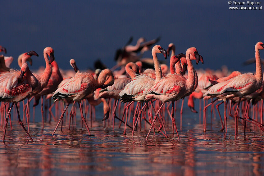 Lesser Flamingo