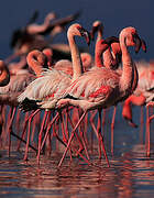 Lesser Flamingo