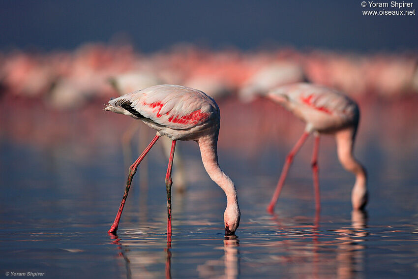 Lesser Flamingo