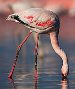 Lesser Flamingo