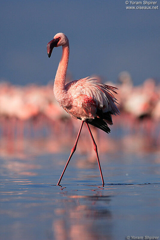 Lesser Flamingo