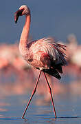 Lesser Flamingo