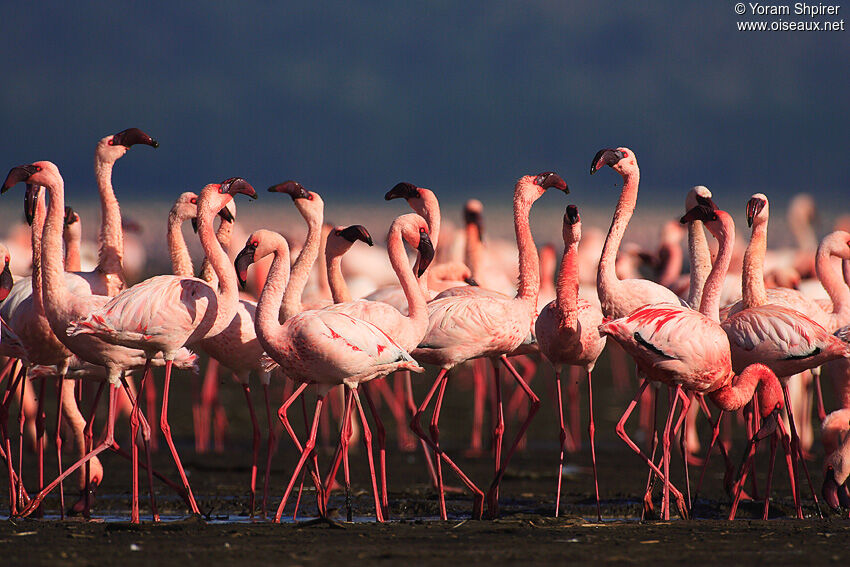 Lesser Flamingo