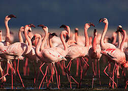 Lesser Flamingo