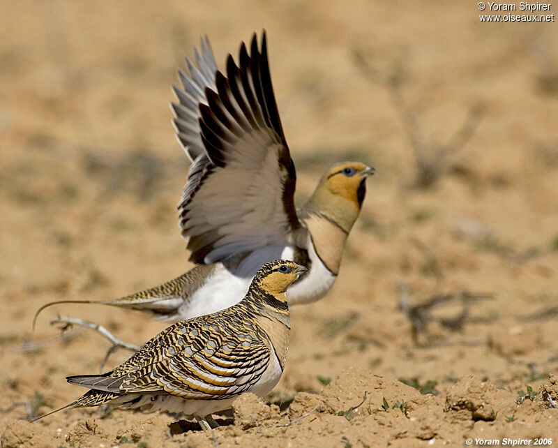 Pin-tailed Sandgrouse adult