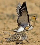 Pin-tailed Sandgrouse