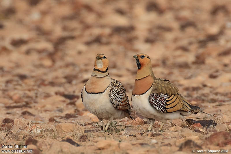 Pin-tailed Sandgrouseadult breeding, pigmentation