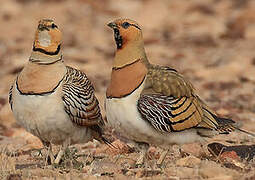 Pin-tailed Sandgrouse