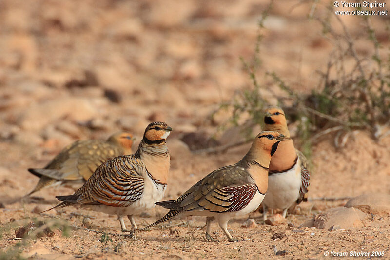 Pin-tailed Sandgrouseadult