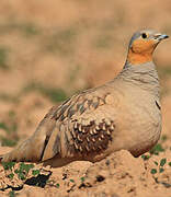 Spotted Sandgrouse