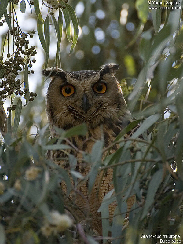 Eurasian Eagle-Owl