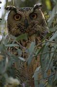 Eurasian Eagle-Owl