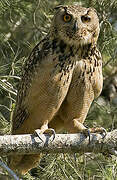 Eurasian Eagle-Owl