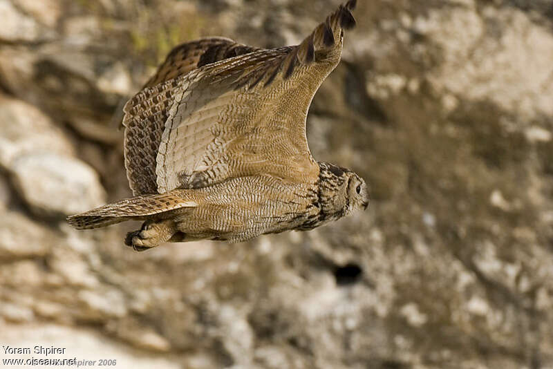 Eurasian Eagle-Owl, Flight