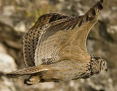 Eurasian Eagle-Owl