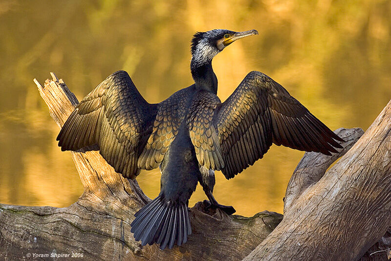 Great Cormorant