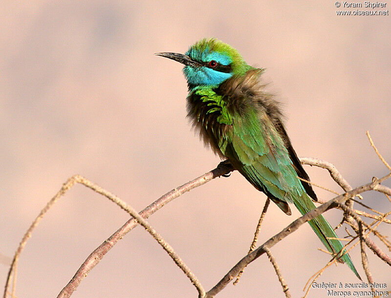 Guêpier à sourcils bleusadulte, identification