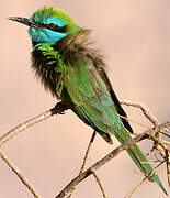 Arabian Green Bee-eater