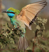 Arabian Green Bee-eater