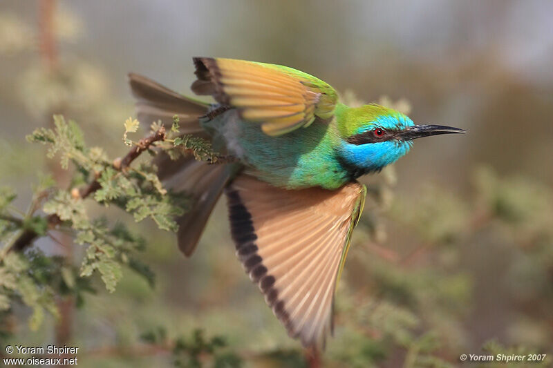 Green Bee-eater