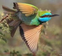 Green Bee-eater