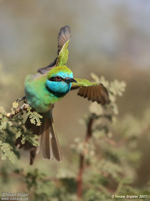 Green Bee-eater