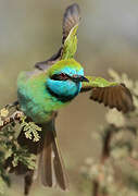 Green Bee-eater