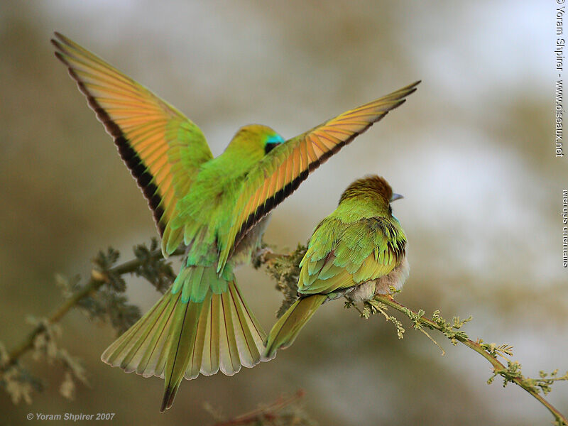 Asian Green Bee-eater