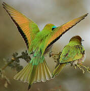 Green Bee-eater