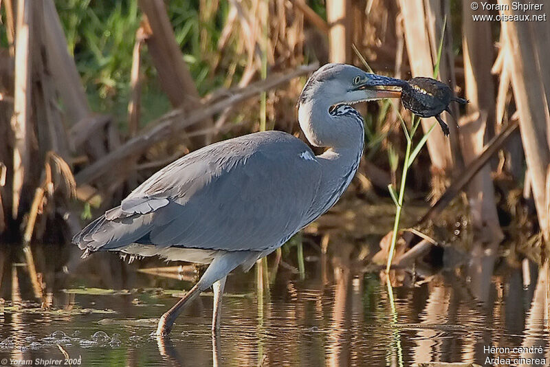 Grey Heron