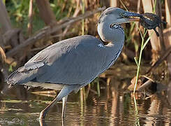 Grey Heron