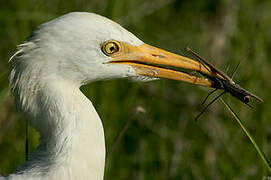 Western Cattle Egret