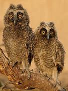 Long-eared Owl