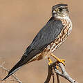 Merlin