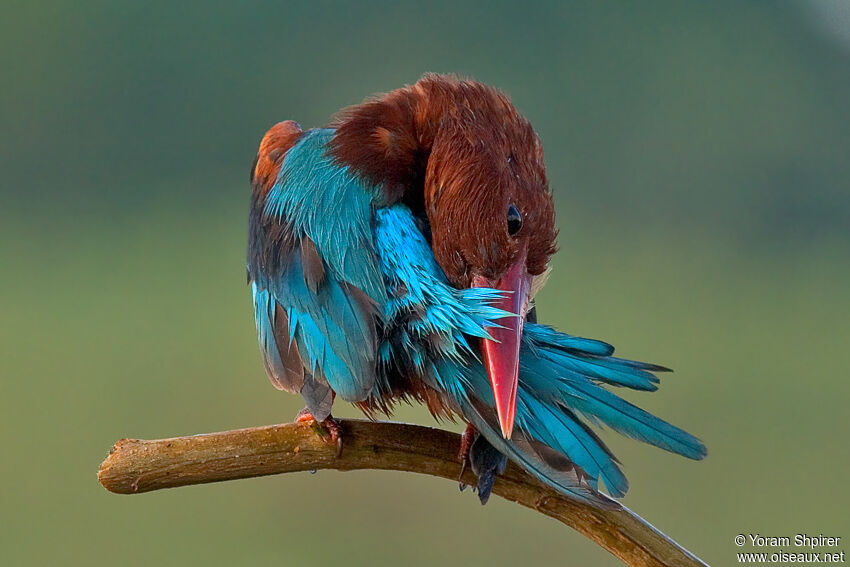 White-throated Kingfisheradult