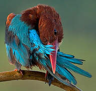 White-throated Kingfisher