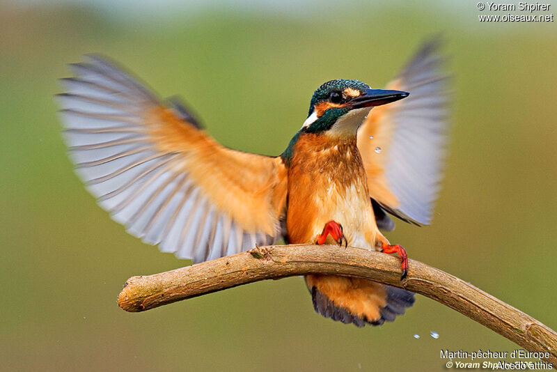 Common Kingfisher